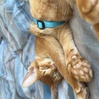 Abyssinian, Kedi  MILAN fotoğrafı