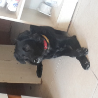 Labrador Retriever, Köpek  Kömür  fotoğrafı