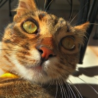 Tekir Kedi, Kedi  Ceviz fotoğrafı