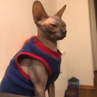 Sphynx, Kedi  Sushi fotoğrafı