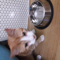 Tekir Kedi, Kedi  Oğluş fotoğrafı