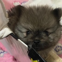 Pomeranyalı, Köpek  Fındık fotoğrafı