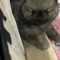 Pomeranyalı, Köpek  Fındık fotoğrafı