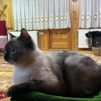 Birman, Kedi  Birman fotoğrafı