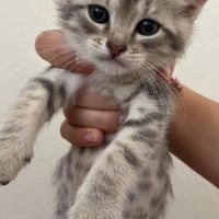 Tekir Kedi, Kedi  Odin fotoğrafı