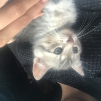 Tekir Kedi, Kedi  Odin fotoğrafı