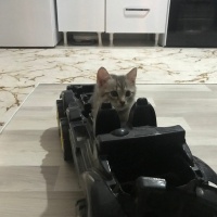 Tekir Kedi, Kedi  Odin fotoğrafı