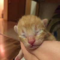 Tekir Kedi, Kedi  Behlül fotoğrafı