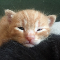 Tekir Kedi, Kedi  Behlül fotoğrafı