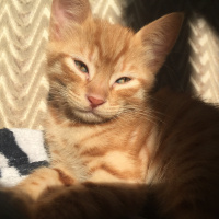 Tekir Kedi, Kedi  Behlül fotoğrafı