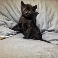 Tekir Kedi, Kedi  Bihter fotoğrafı