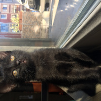 Tekir Kedi, Kedi  Bihter fotoğrafı