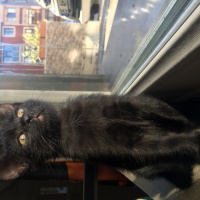 Tekir Kedi, Kedi  Bihter fotoğrafı
