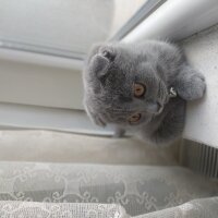 Scottish Fold, Kedi  Çakıl fotoğrafı