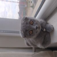 Scottish Fold, Kedi  Çakıl fotoğrafı