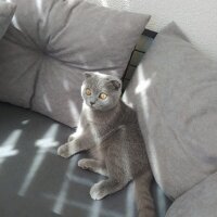 Scottish Fold, Kedi  Çakıl fotoğrafı