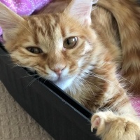 Tekir Kedi, Kedi  Tarçın fotoğrafı