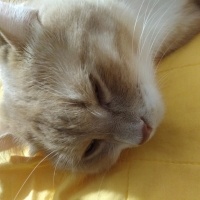 British Shorthair, Kedi  Bal fotoğrafı