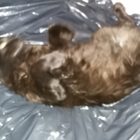 York Chocolate, Kedi  Zeytin fotoğrafı