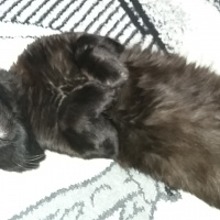 York Chocolate, Kedi  Zeytin fotoğrafı