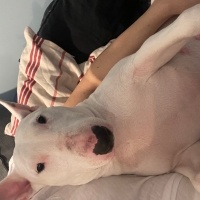 Bull Terrier, Köpek  Alaska fotoğrafı