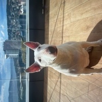Bull Terrier, Köpek  Alaska fotoğrafı