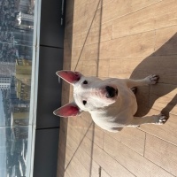 Bull Terrier, Köpek  Alaska fotoğrafı