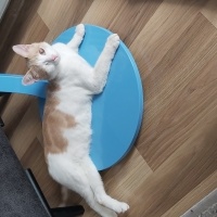 Sarman, Kedi  Balkaymak fotoğrafı