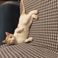 Sarman, Kedi  Balkaymak fotoğrafı
