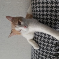 Sarman, Kedi  Balkaymak fotoğrafı