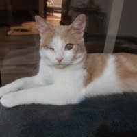 Sarman, Kedi  Balkaymak fotoğrafı