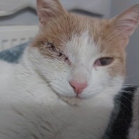 Sarman, Kedi  Balkaymak fotoğrafı