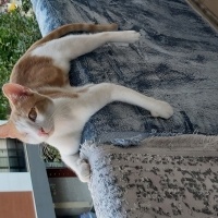 Sarman, Kedi  Balkaymak fotoğrafı