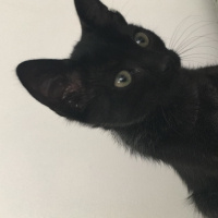 Tekir Kedi, Kedi  Zıpzıp fotoğrafı