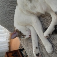 Tekir Kedi, Kedi  Karsu fotoğrafı
