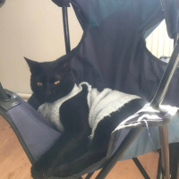 Bombay, Kedi  Duman fotoğrafı