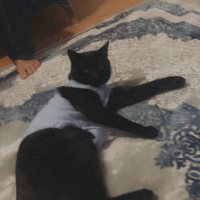 Bombay, Kedi  Duman fotoğrafı
