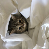 British Shorthair, Kedi  ÇAKIL fotoğrafı