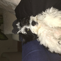 Maltese, Köpek  Miço fotoğrafı