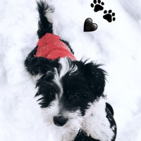 Maltese, Köpek  Miço fotoğrafı