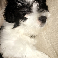Maltese, Köpek  Miço fotoğrafı