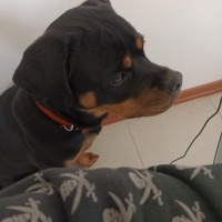 Rottweiler, Köpek  Bella fotoğrafı