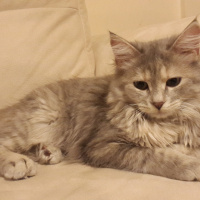 Tekir Kedi, Kedi  Duman fotoğrafı