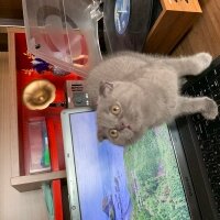 Scottish Fold, Kedi  Üzüm fotoğrafı