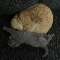 Scottish Fold, Kedi  Üzüm fotoğrafı