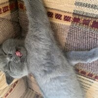 Scottish Fold, Kedi  Üzüm fotoğrafı