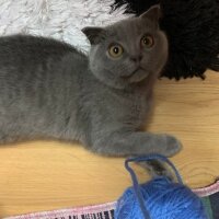 Scottish Fold, Kedi  Üzüm fotoğrafı