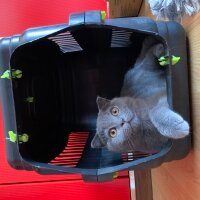 Scottish Fold, Kedi  Üzüm fotoğrafı