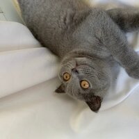 Scottish Fold, Kedi  Üzüm fotoğrafı