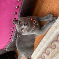 Scottish Fold, Kedi  Üzüm fotoğrafı